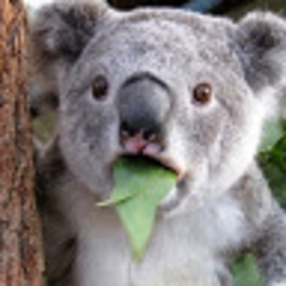 Meet your Posher, Tracey